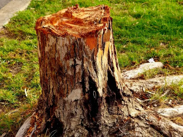 Kütük ya da ağaç kütüğü, gövdenin kökleri hala yerde olan küçük bir kısmı, Stumps ağaç gövdesini kestikten sonra ortaya çıkan yaş belirleyici halkaları gösteriyor.