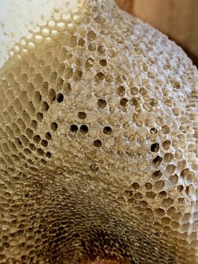 Bal peteği, bal arıları tarafından yuvalarında bal arıları, yumurtalar, larvalar ve pupalar ve bal ve polen depolarından oluşan, seçici odaklı balmumu hücrelerden oluşan bir kütle.