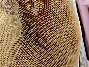 small wild honey bees nest colony, Bees are winged insects closely related to wasps and ants, known for their roles in pollination and producing honey, monophyletic lineage within superfamily Apoidea clipart