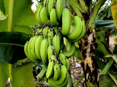Muz ağacı, uzun, yenilebilir bir meyve, botanik olarak bir dut, Musa cinsindeki çeşitli büyük ağaç benzeri çiçekli bitkiler tarafından üretilen, meyve boyutu, rengi ve sağlamlığı değişkendir.