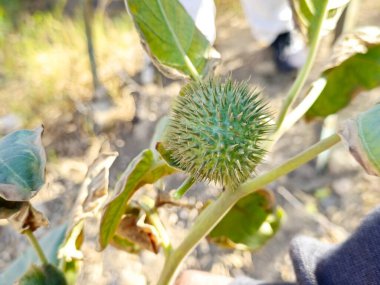 Datura fruit, Datura species are herbaceous, leafy annuals and short-lived perennials, belongs to the classic witches weeds, along with deadly nightshade, henbane, and mandrake, Toxic plant clipart