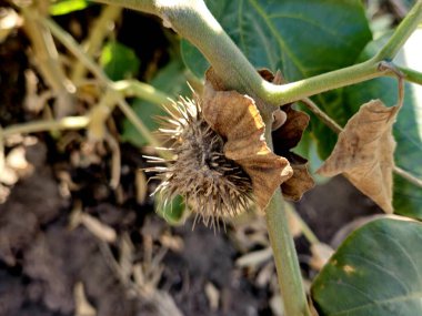 Datura meyvesi, Datura türleri otçul, yaprak gibi yıllık ve kısa ömürlü canlılardır, ölümcül itüzümü, habanotu ve adamotu ile birlikte klasik cadı otlarına aittir.