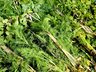 Apiaceae, Umbelliferae, genellikle Apium, maydanoz familyasından ya da sadece umbellifer, dereotu, kişniş, kişniş, kişniş ve maydanoz familyasından türetilmiş bir bitki familyasıdır.