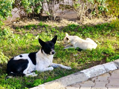 Yavrusu ile birlikte ilk tavuk bacağını beslemeye çalışan anne bir köpek. Bahçede dinlenen iki köpek. Mısır 'da başıboş köpekler.