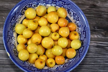 Su aygırları, deniz dikenleri cinsi, Elaeagnaceae, kum dikenleri, deniz dikenleri, turuncu-sarı meyveler, yiyecek olarak kullanılır, geleneksel ilaç, cilt bakımı