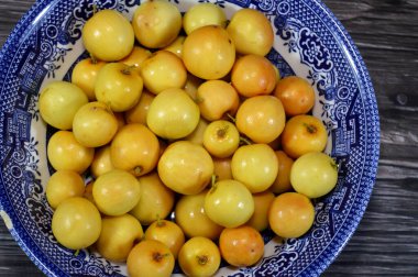 Su aygırları, deniz dikenleri cinsi, Elaeagnaceae, kum dikenleri, deniz dikenleri, turuncu-sarı meyveler, yiyecek olarak kullanılır, geleneksel ilaç, cilt bakımı