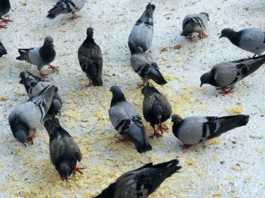 Makkah güvercinleri, şeklinin güzelliği, renkleri, uzun boynu ve boynunun etrafını saran ayırt edici renkleri ve seçici odaklı gözleri ile ayırt edilir.