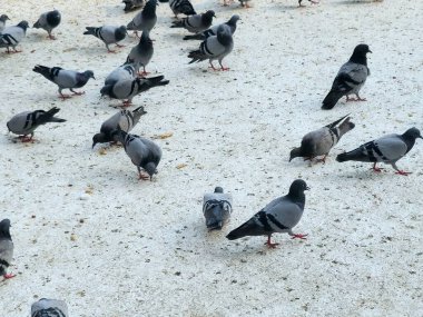 Makkah güvercinleri, şeklinin güzelliği, renkleri, uzun boynu ve boynunun etrafını saran ayırt edici renkleri ve seçici odaklı gözleri ile ayırt edilir.
