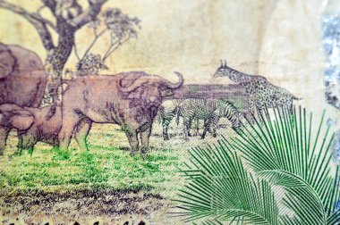 Sudan merkez bankasının 50 SDG 50 Sudan pound nakit para banknotunun ters tarafında holografik folyo şeridi, Sudan parası ve ekonomi konsepti yer alıyor.