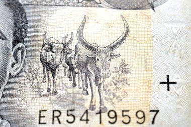 1 ETB 'nin geniş bir bölümünden sagda uzun boynuzlular 1 ETB Etiyopya Birr nakit para banknotu 2006, merkezde genç adam, merkezde aslanlar solda altyazılar var