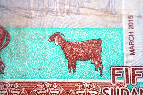Sudan merkez bankasının 50 SDG 50 Sudan pound nakit para banknotu ters tarafında keçi, inek, koyun, deve yer almaktadır. Metalleştirilmiş güvenlik ipliği, Sudan parası