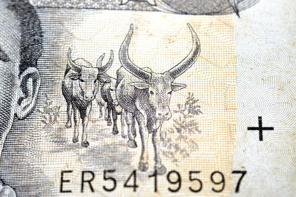 1 ETB 'nin geniş bir bölümünden sagda uzun boynuzlular 1 ETB Etiyopya Birr nakit para banknotu 2006, merkezde genç adam, merkezde aslanlar solda altyazılar var