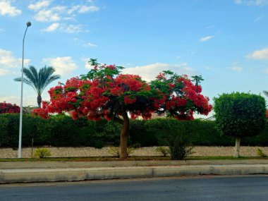 Mısır 'ın Giza şehrinde Şeyh Zayed caddesinde güzel bir ağaç manzaralı yeşil yapraklar ve yaz aylarında kırmızı çiçeklerle