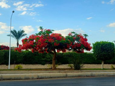 Mısır 'ın Giza şehrinde Şeyh Zayed caddesinde güzel bir ağaç manzaralı yeşil yapraklar ve yaz aylarında kırmızı çiçeklerle