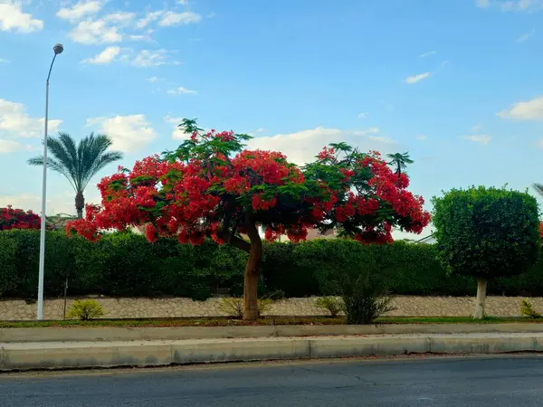 Mısır 'ın Giza şehrinde Şeyh Zayed caddesinde güzel bir ağaç manzaralı yeşil yapraklar ve yaz aylarında kırmızı çiçeklerle