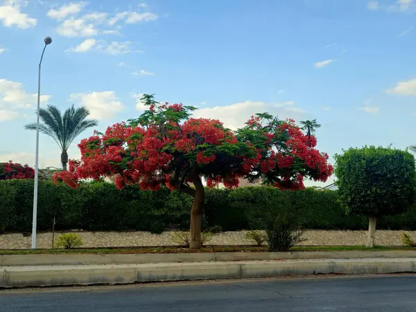 Mısır 'ın Giza şehrinde Şeyh Zayed caddesinde güzel bir ağaç manzaralı yeşil yapraklar ve yaz aylarında kırmızı çiçeklerle
