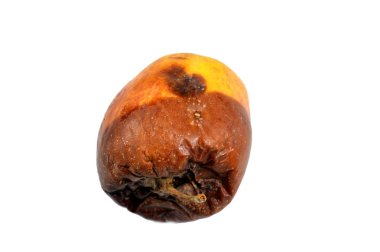 Çürük elma meyvesi, liman küfü ve bakterisi, bazı mantarların oluşturabileceği yapılardan biridir, mantar ikincil metabolitleri içeren sporların oluşumu, renk değişimi, belirsizlik