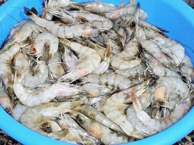 Çiğ, soyulmamış karides, kabuklu deniz hayvanı (bir tür kabuklu deniz hayvanı) ve başlıca hareket, Caridea veya decapod Order Dendrobranchiata yüzme modelidir.