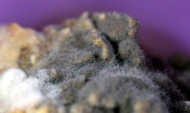 Küf ve bakteri, küf bazı mantarların oluşturabileceği yapılardan biridir, mantar ikincil metabolitleri içeren sporların oluşumu, renk değişimi, dezavantaj, çürümüş gıda küf