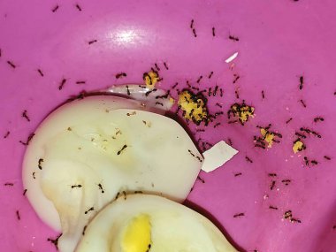 Large numbers from ant colony picking up and transferring food of egg remnants from a plate to their colony stores for survival, ants are eusocial, communal, and efficiently organized