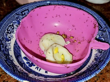 Large numbers from ant colony picking up and transferring food of egg remnants from a plate to their colony stores for survival, ants are eusocial, communal, and efficiently organized