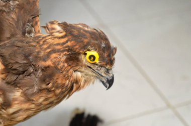 Doldurulmuş hayvan doldurulmuş şahin kartalı, profesyonel olarak hazırlanmış ve eğitici amaçlar için monte edilmiş canlı bir hayvan olmaktan ziyade, kuşlar için tahnitçilik.