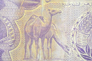 25 Sudan Piaster 'ının ters tarafından bir deve, ayrıca defne ve buğday dalları ile işaretlenmiş Sudan haritası ile eski Sudan para banknotu ile bir şerit ile ayrılmış