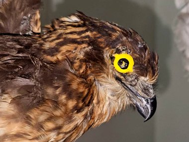 Doldurulmuş hayvan doldurulmuş şahin kartalı, profesyonel olarak hazırlanmış ve eğitici amaçlar için monte edilmiş canlı bir hayvan olmaktan ziyade, kuşlar için tahnitçilik.