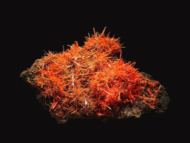 A close-up view of a crocoite mineral specimen showcasing its bright coral-orange, needle-like crystals densely clustered on a dark rock matrix clipart