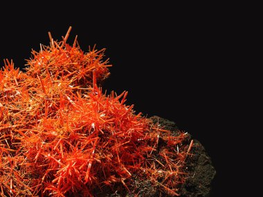 Parlak mercan-turuncu, iğne benzeri kristallerini koyu bir kaya matrisinde yoğun bir şekilde kümelenmiş halde gösteren timsah mineral örneğinin yakından görüntüsü.