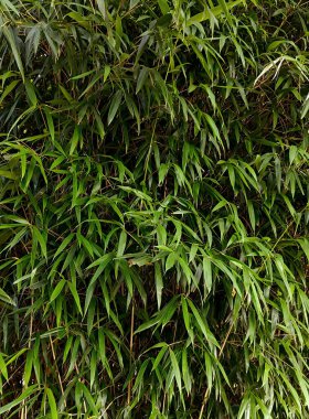 Uzun, dar ve sivri yeşil bambu yapraklarından oluşan yoğun bir kümenin yakın çekim görüntüsü, canlı renklerini ve karmaşık yapılarını gözler önüne seriyor.