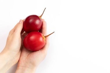 İnsan Elleri Taze Tamarillo Tutar, Beyaz Arkaplanda Tropikal Egzotik Meyve. Yumurta şeklinde yenilebilir meyve ya da ağaç domatesi, bitki familyası Solanaceae. Metin için Boşluğu Kopyala. Üst Manzara. Yatay Düzlem.