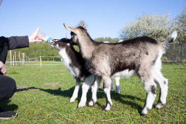 Birisi küçük çiftlikte bebek keçiyi sütle besliyor. Bir başka gri keçi yavrusu, çocuk sırasını bekliyor. Meadow, Yaz Saati, Arkaplanda Yeşil Ağaçlar. Yatay düzlem. Yüksek kalite