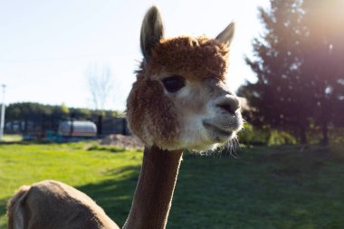 Arka bahçedeki Kahverengi Alpaka Hayvanı 'nın Şirin Başı, Yeşil Çim, Ağaçlar, Arka planda Mavi Gökyüzü. Residential Area, Idyllic Mahallesi, Sürdürülebilir Yaşam Tarzı. Yatay Düzlem