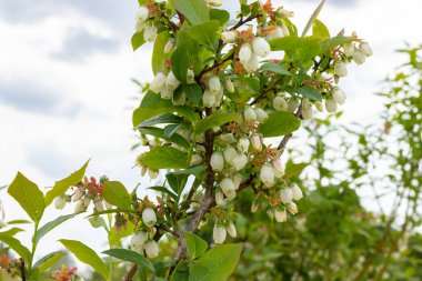 Böğürtlen Çiçeği Dalında, Enfeksiyonla Kaplanmış Bereketli Çalılar. Büyük organik dut kümesi. Çiftçilik, bahçıvanlık. Yatay düzlem. Yüksek kalite fotoğraf