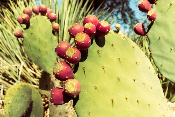 Opuntia Closeup Veel Eetbare Yummy Prickly Pear Cactus Exotisch Smaakvol Rechtenvrije Stockfoto's