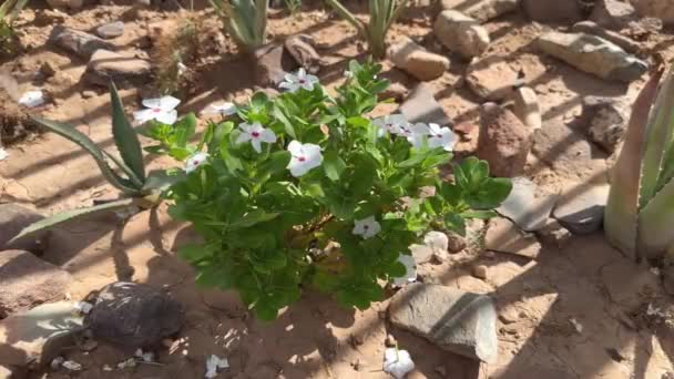Primer Plano Blooming Madagascar Periwinkle Rose Vinca Growing Soil Desert — Vídeos de Stock
