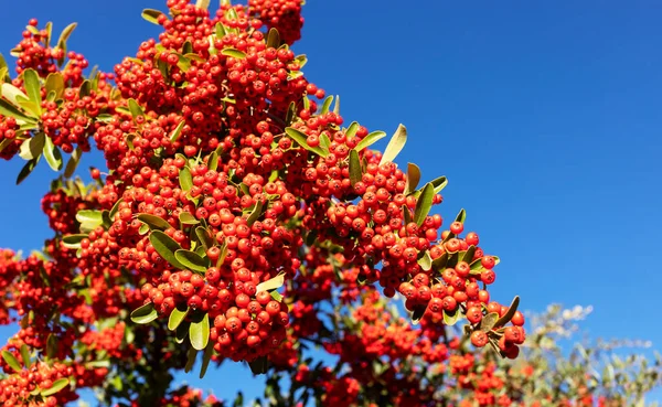 Pyracantha Turuncu Kırmızı Böğürtlen ve Diken Gibi İğne, Ateş Dikeni. Rosaceae Ailesi. Bahçe düzenlemedeki Evergreen Çalılığı, Arkadaki Mavi Gökyüzü. Bitki, Bahçe veya Peyzaj Tasarımı. Yatay Düzlem.