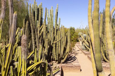 Phoenix, Arizona 'daki dev Saguaro Kaktüsü. Tebrik kartı, Mockup. 14 Şubat Ulusal Vahşi Yaşam Günü 'nde mutlu yıllar ya da Ulusal Arizona Günü. Biyosfer rezervi. Yatay düzlem. Yüksek kalite fotoğraf
