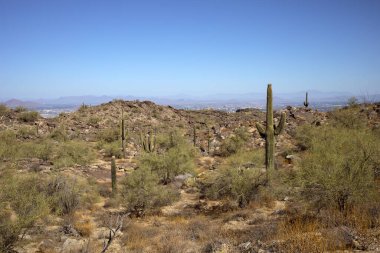 Vahşi yaşam, Phoenix, Arizona 'daki dev Saguaro Kaktüsü. Doğum günün kutlu olsun ya da Ulusal Arizona Günü 21 Haziran 'da tebrik kartı, Mockup. Biyosfer rezervi. Yatay Düzlem Yüksek Kaliteli Fotoğraf