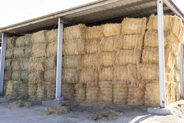Barn, Hay Storage Shed Full Of Rolled Bales Hay On Farm, Agriculture And Livestock Farming. Agricultural Building, Farmyard Storage. Horizontal Plane. High quality photo