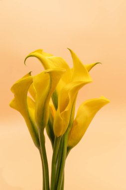 Güzel sarı Zantedeschia Çiçeği, Kalla Zambağı ya da Arum Zambağı Sarı Şeftali Arkaplanındaki Güzel Çiçek. Dikey düzlem. Yüksek kalite fotoğraf