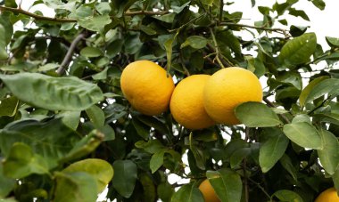 Yeşil Ağaç 'ta yakın plan Sarı Büyük Üzüm Üzümleri. Citrus Fabrikası, hasat. Greyfurt Korusu. Olgun Sulu Meyveler Yatay Düzlem Yüksek Kaliteli Fotoğraflı Yeşil Bitki