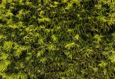 Bright Bamboo Green Leaves Background, Texture. Fresh Summer Natural Wallpaper. Horizontal Plane. Decorative Wall. High Quality Photo  clipart