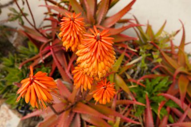 Sarı Çiçekli Aloe Ferox, Yakın plan Aloe Cape. Aloe Vera bitkisinin yetiştirilmesi. Çiçekçi Afrikalı Aloe. Yatay düzlem. Yüksek kalite fotoğraf