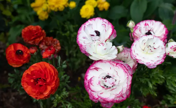 Çok renkli Rimmed Pers Çiçeği ya da Ranunculus Asiaticus Bahçede ya da Bitki Bakımevinde. Kırmızı, Sarı, Beyaz ve Mor Çiçekler, Botanik, Çiçek. Yatay Düzlem Yüksek Kalite