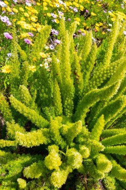 Yeşil Tilki Kuyruklu Fern, Meyveli Kuşkonmaz Yoğunlaştırılmış Meyeri, Tohumlu veya Kırmızı Meyveli. Kapalı Çiçek ya da Yıllık Bahçe Bitkisi. Bahçıvanlık, Peyzaj Tasarımı. Dikey düzlem. Yetiştiriciler Yuvası.
