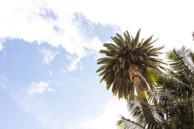 Palmiye Ağacı, Mavi Gök ve Tropik Macera Tatili, Yaz Zamanı. Moda, Seyahat, Tatil. Ada cennetinde güneş ışığı ya da tatil, dinlenme ya da mola. Uzayı kopyala Yatay, Plaj Konsepti