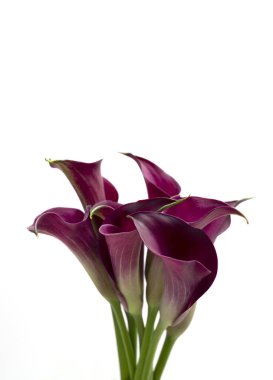 Yakın plan Zantedeschia Ampulleri, Beyaz Arkaplanda Çiçekli Mor Zambaklar. Kapalı alan ve açık hava bitkisi, Çiçek. Evergreen Çiçek açan Ebedi Yıl. Dikey düzlem, Herbaceous, Adroid Ailesi