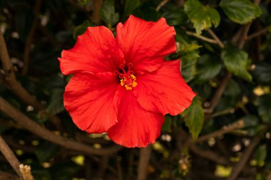 Yakın plan Parlak Kırmızı Tropikal Hibiscus Canlı Bitkisi ya da Çin Gülü, Tek Çiçek. Çocuk odası Evergreen Ağacı. Çiçekçilik, Peyzaj. Açık Ayakkabı Boyası Fabrikası, Hawaii Çiçeği, Ayakkabı Mallow. Yüksek kalite